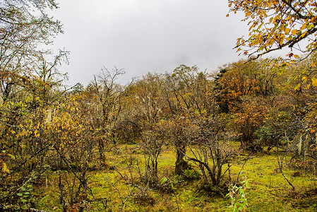 原始森林背景摄影照片_地震前的红石公园原始森林风景