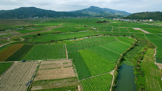 绿色麦子摄影照片_航拍农产品种植基地