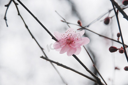 西溪湿地摄影照片_三月杭州西溪湿地梅花花卉开放