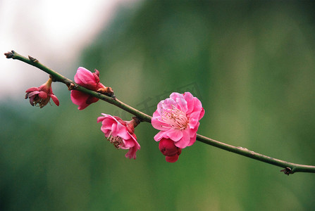 西溪湿地摄影照片_三月杭州西溪湿地梅花花卉开放