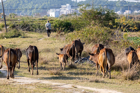 黄牛摄影照片_农田里的黄牛吃草