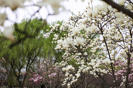 春天公园玉兰花开