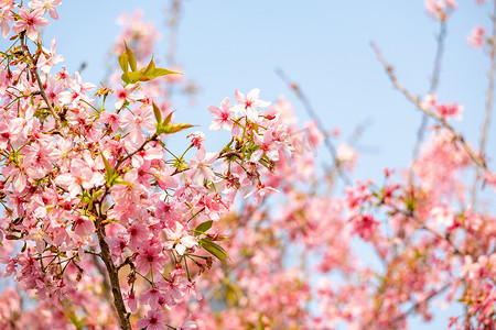 春天花卉粉色摄影照片_春暖花开樱花粉色花海