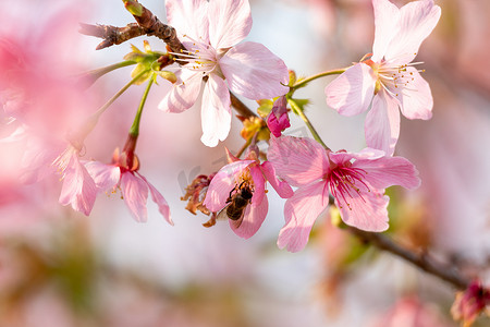樱花树樱花摄影照片_春暖花开樱花粉色花海