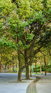 绿色清新花草摄影照片_郁郁葱葱的林间小路