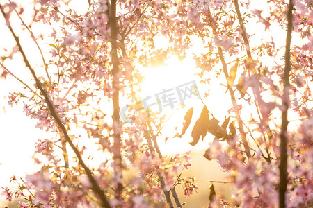 春天花卉粉色摄影照片_春天逆光唯美樱花