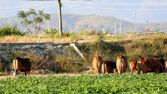 黄牛蟋蟀摄影照片_农田里的黄牛吃草