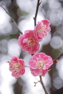 三月杭州西溪湿地梅花花卉开放
