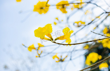 晴天的黄花木摄影图