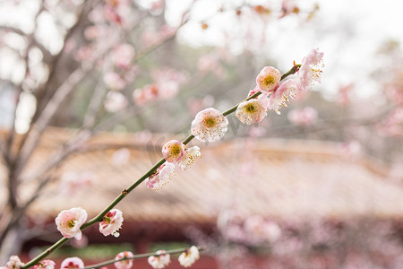 梅花粉色建筑古风公园