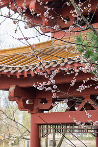 建筑楼阁梅花樱花风景