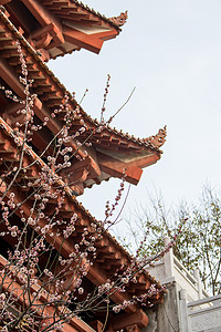 樱花梅花古风建筑公园