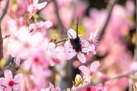 春暖花开樱花粉色花海