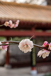 樱花古风摄影照片_长廊梅花古风建筑楼阁