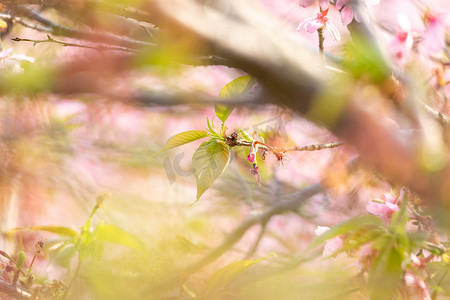 f粉色气泡摄影照片_春暖花开樱花粉色花海