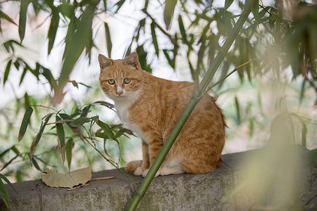 流浪猫野猫猫咪可爱活泼