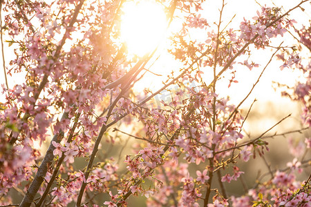 樱花树樱花摄影照片_春天逆光唯美樱花