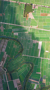 麦子摄影照片_航拍农产品种植基地