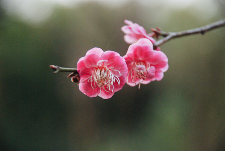 三月杭州西溪湿地梅花花卉开放