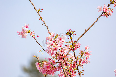 粉色花朵摄影照片_樱花树林花海唯美