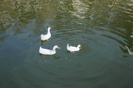 水面鸭子摄影照片_俯拍河面鸭子