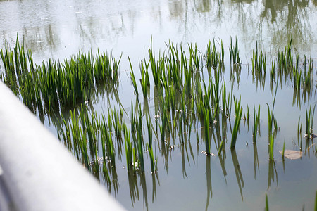 阳光下湖面水草