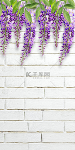 紫藤背景图片_花卉墙纸砖墙背景墙壁壁纸植物