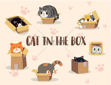 盒中可爱的猫的性格 