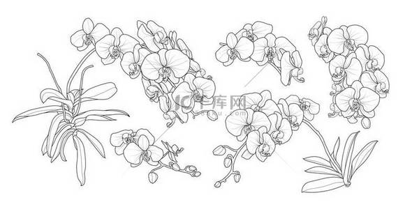 一套孤立的兰花分支在5样式设置2。可爱的手绘花矢量插图黑色轮廓和白色的背景白平面.