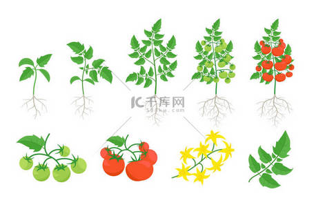做番茄酱背景图片_红番茄植物套。番茄灌木收获。绿色和成熟的西红柿。绽放。叶子在树枝上。平面颜色矢量.