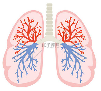 人类背景图片_人类的肺部分解剖人体模型与器官系统。五颜六色的向量例证在平的样式.