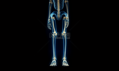 蓝色下半身人体关节图