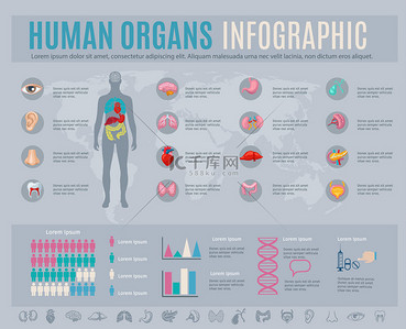 人体肝脏器官背景图片_人体器官分布图组