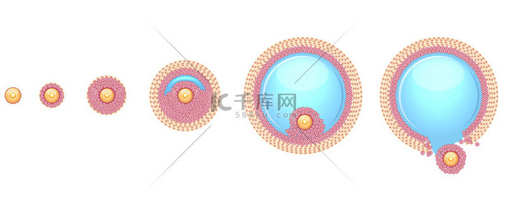 胚胎背景图片_排卵过程一步一步
