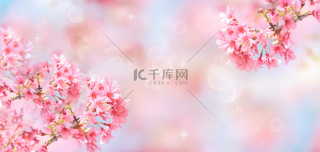 春季温馨背景图片_春分春天樱花粉色温馨简约清新电商背景