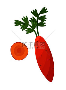 健康的橙色胡萝卜，绿叶，整个有机蔬菜和胡萝卜圆形切片矢量图以卡通风格隔离在白色上。
