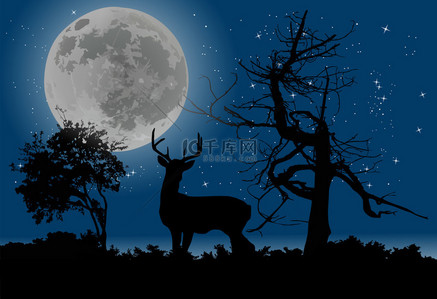 在夜晚森林中的鹿