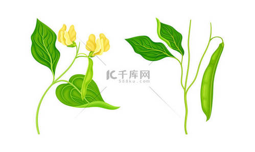 叶子和花朵背景图片_大豆植物设置。长有叶子、豆荚和花朵的豆科植物