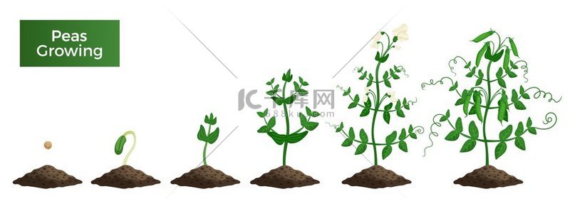 豌豆植物生长阶段组成与文本和一组孤立的图像代表随后的生长阶段向量例证