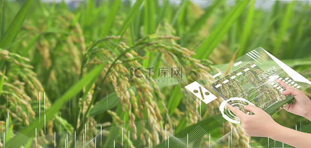 农民伯伯水稻背景图片_农业科技麦子水稻商务