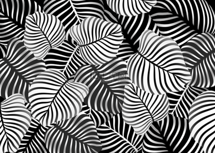 白色植物叶子图案背景图片_叶子图案线条纹理黑色和白色背景