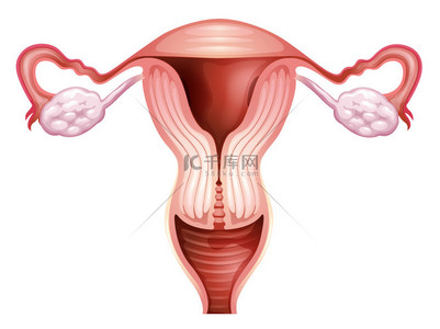 繁殖背景图片_女性生殖器官