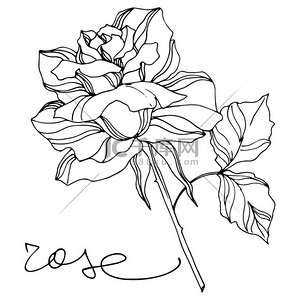 病媒玫瑰植物花。植物花。 雕刻油墨艺术。 孤立的玫瑰说明性元素.