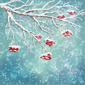 冬季冰雪覆盖的罗文浆果分支背景