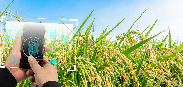 智能农业水稻绿色合成背景
