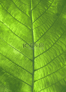 树叶脉络背景图片_叶子脉络肌理黄绿色植物背景