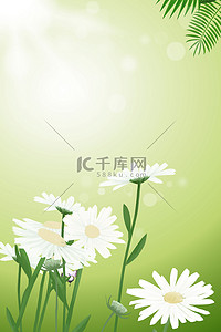 清新植物花卉背景图片_小清新绿色菊花背景图片
