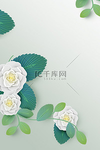 白色茶花背景图片_白色茶花茶花花朵白色简约背景