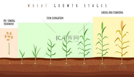 小麦生长阶段。