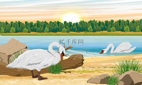 白天鹅背景图片_白色的沉默天鹅在湖中游泳，沿着海岸散步。野鸟，白天鹅，天鹅绒色。现实的病媒景观